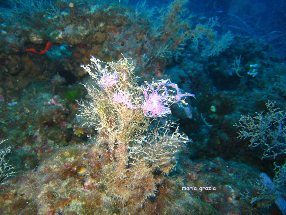 Flabellina affinis